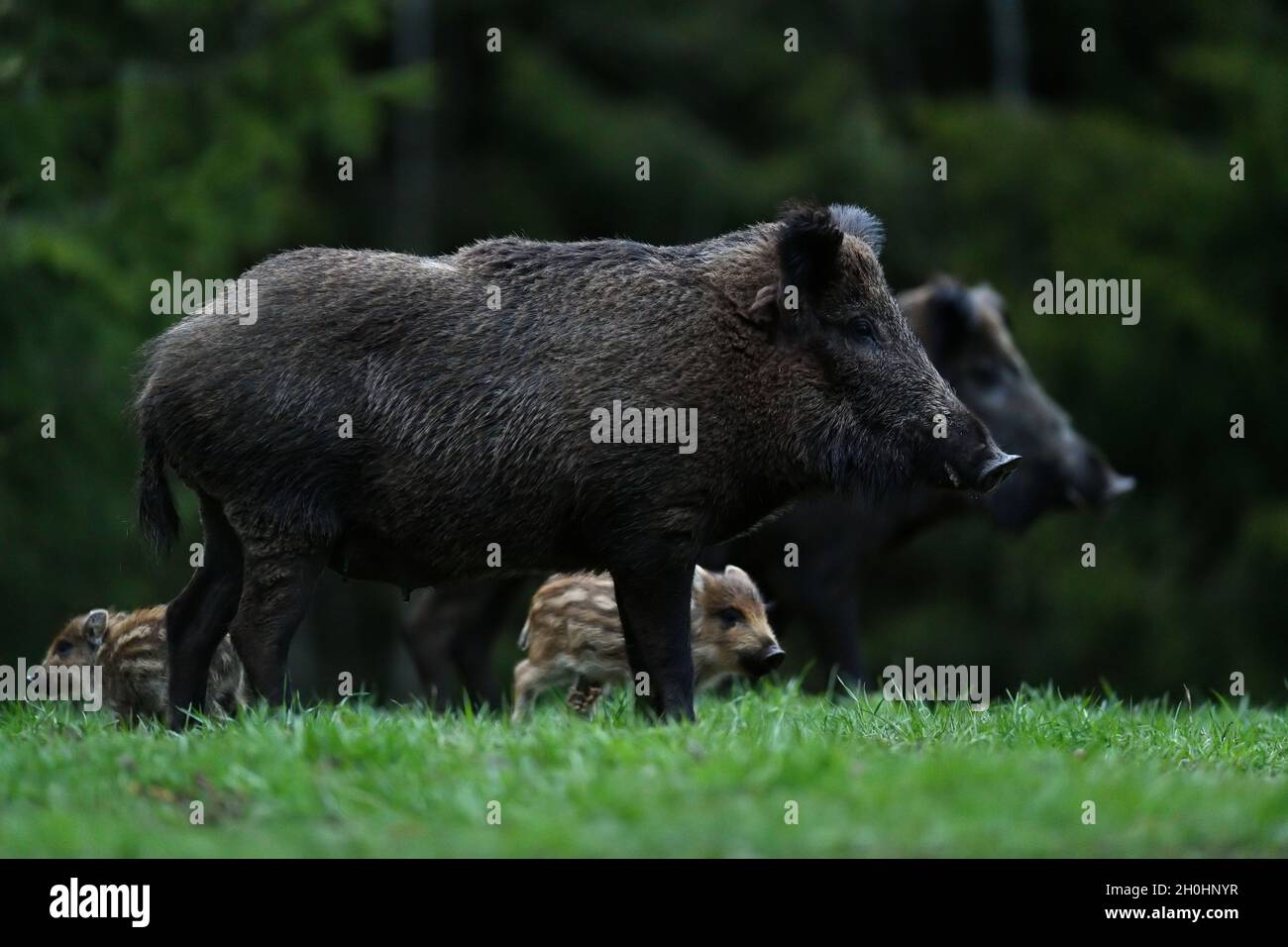 Wild boars with piglets in the forest Stock Photo