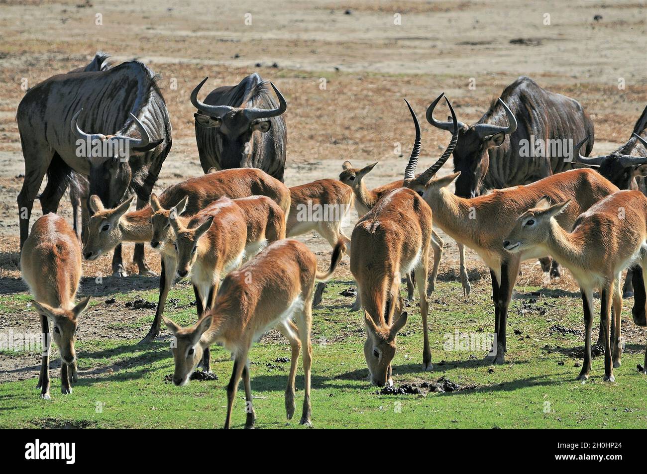 Impalas (Kobus leche) in the African reserve of Sigean-France Stock Photo