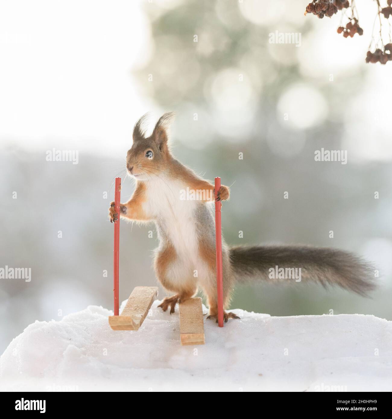 Red squirrel is standing on skis holding poles in the snow Stock Photo