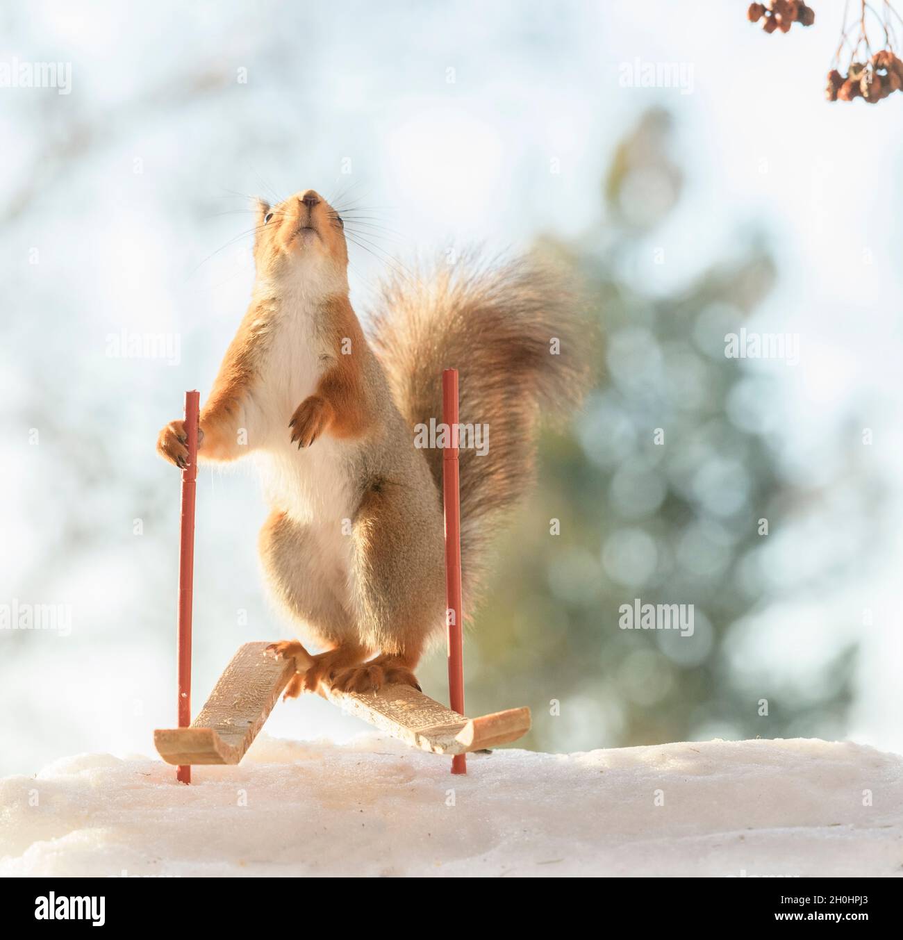 Red squirrel is holding skis hires stock photography and images Alamy