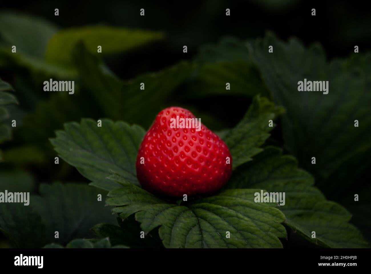 Bush of fresh red strawberry, Strawberry fruits in growth at garden ...