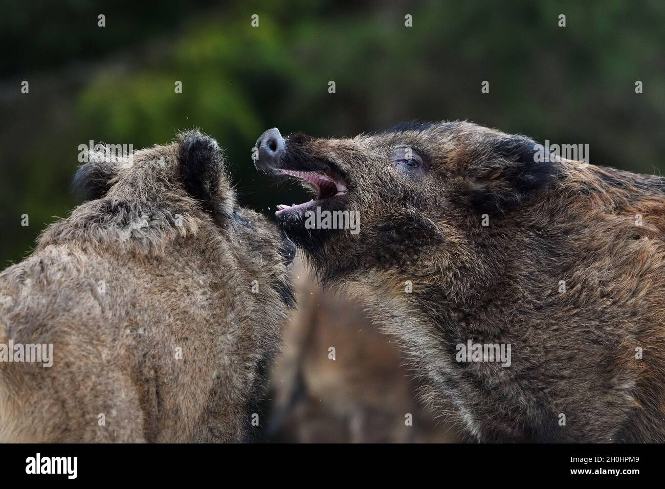 Wild boar fight closeup, one bites the other Stock Photo