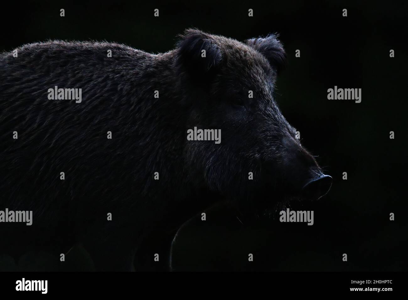 Wild boar contour isolated on black background Stock Photo - Alamy