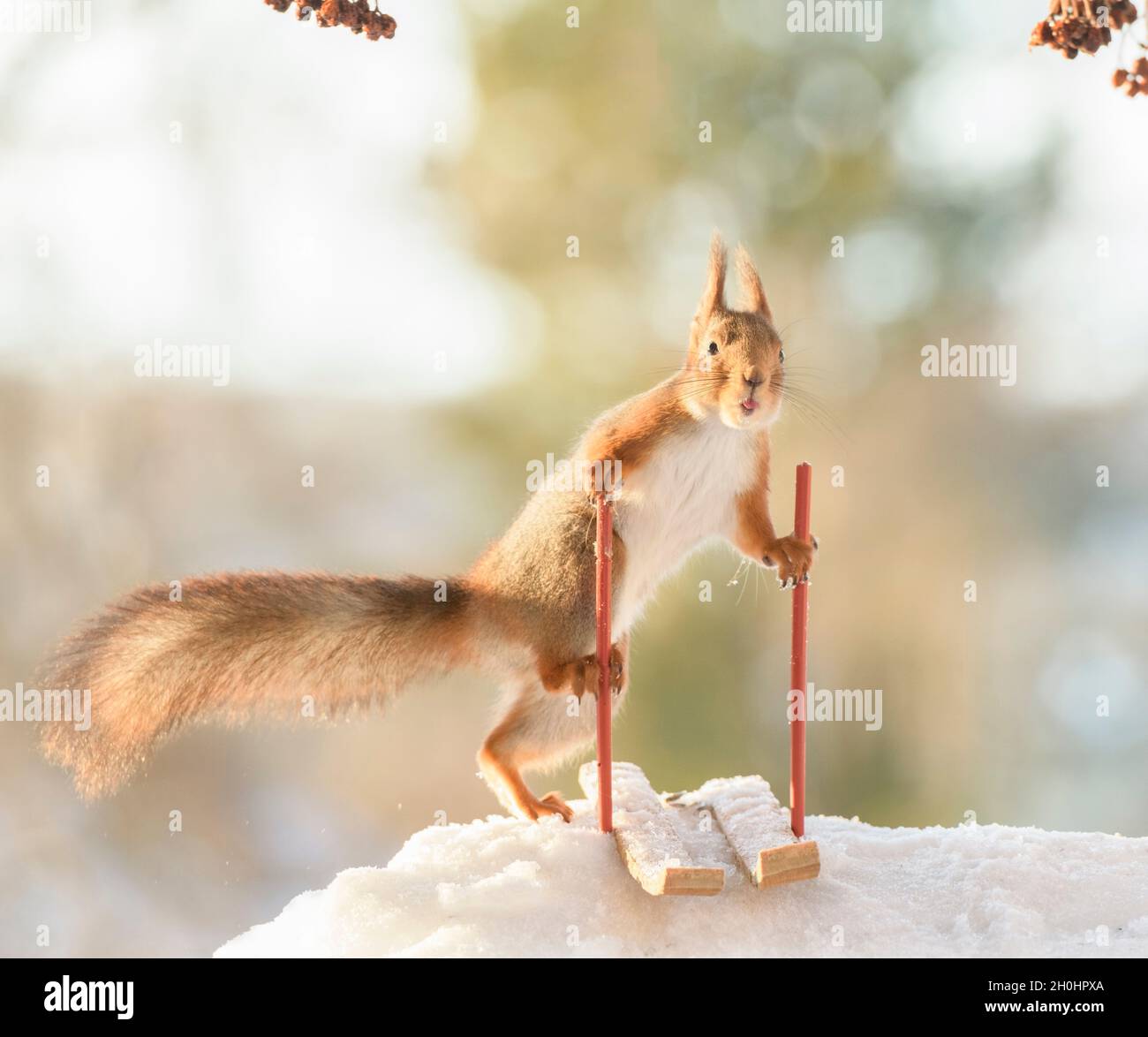 Red squirrel is standing on skis with tongue out Stock Photo Alamy