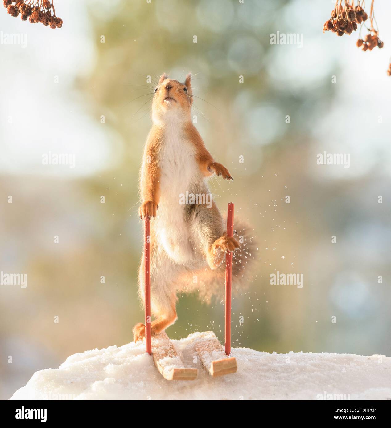 Red squirrel is standing on skis climbing in poles Stock Photo Alamy