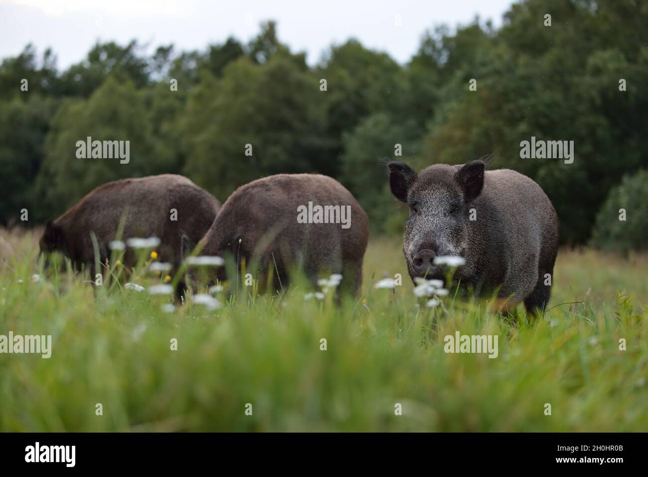 Herd of wild boars. Wild pigs, wild boars. Stock Photo