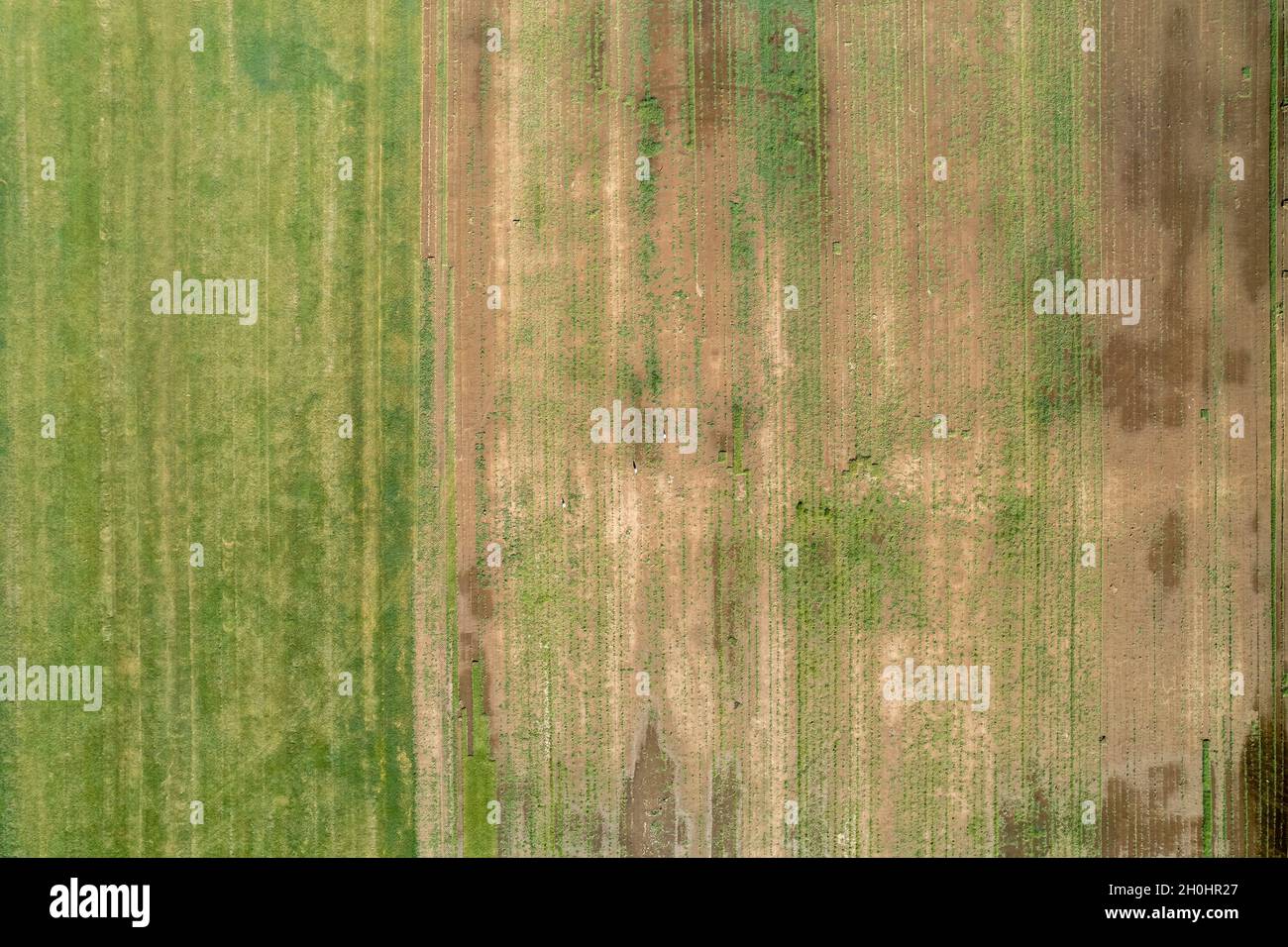 High aspect aerial looking down onto a lawn growing farm, grass for sale, textured abstract landscape pattern Stock Photo