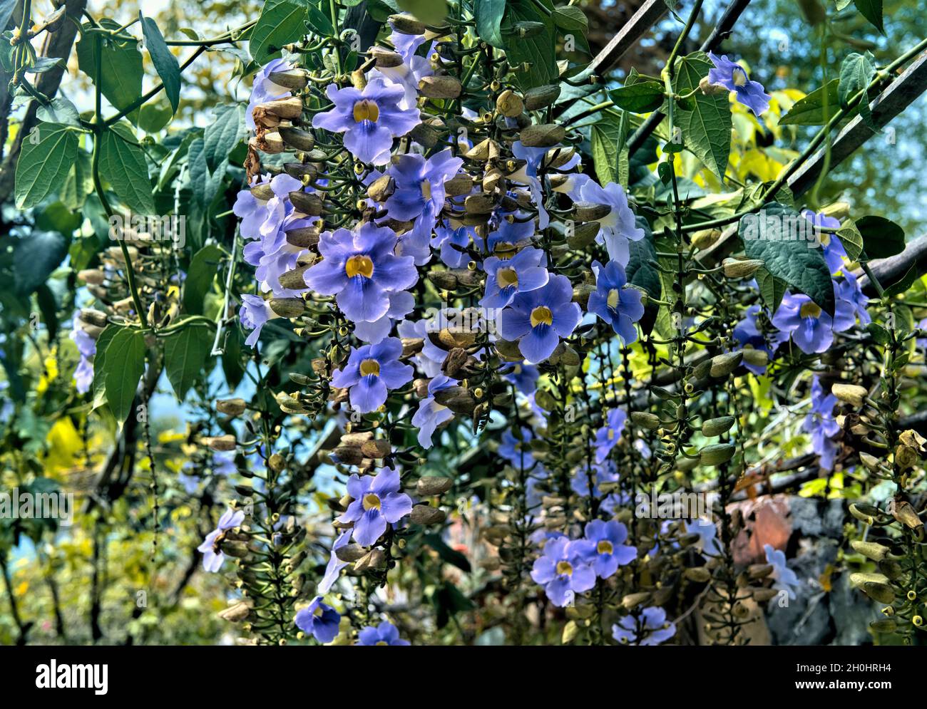 Bengal trumpet (Thunbergia grandiflora), Lake Atitlan, Guatemala Stock Photo