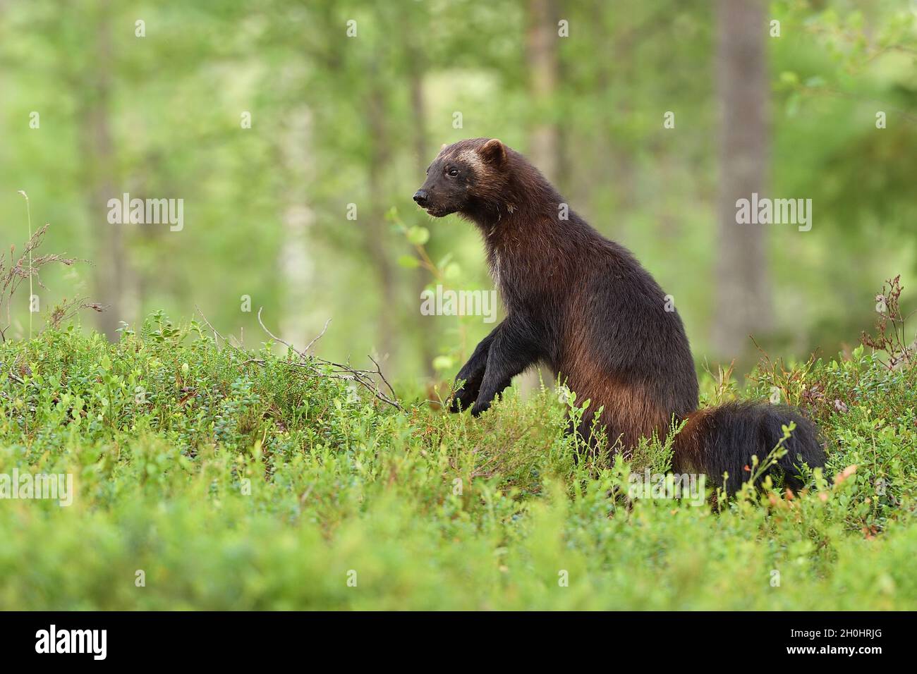 wolverine standing in a forest landscape Stock Photo - Alamy
