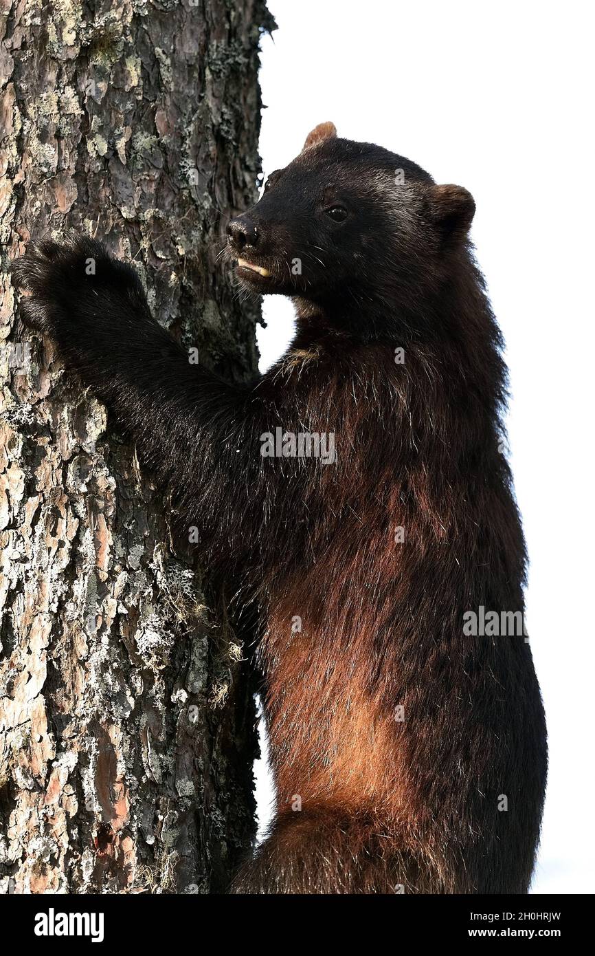Wolverine climbing on a tree. Wolverine portrait. Stock Photo