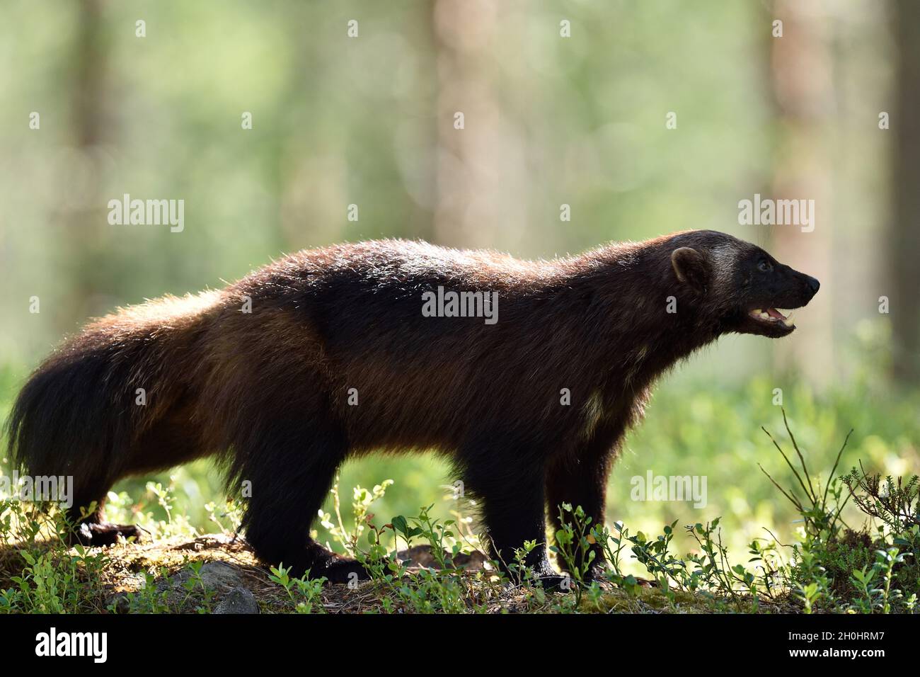 wolverine (Gulo gulo) in forest at summer Stock Photo