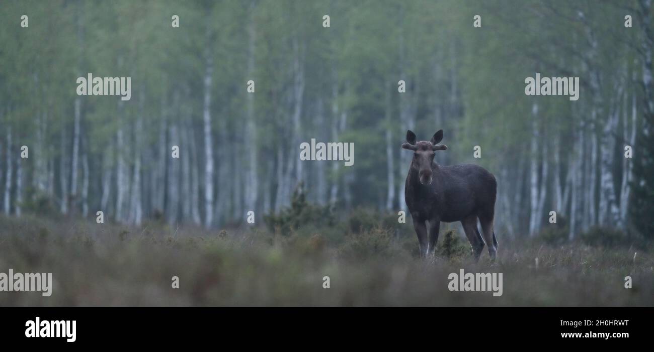 Moose in the misty forest, birch trees in the background Stock Photo