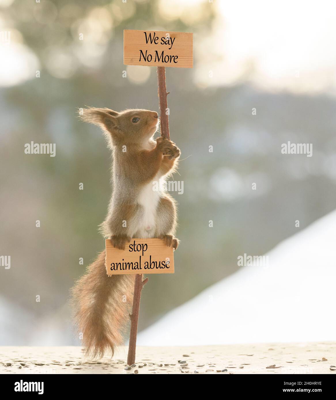 red squirrel is holding and standing on a sign with  we say no more and stop animal abuse Stock Photo