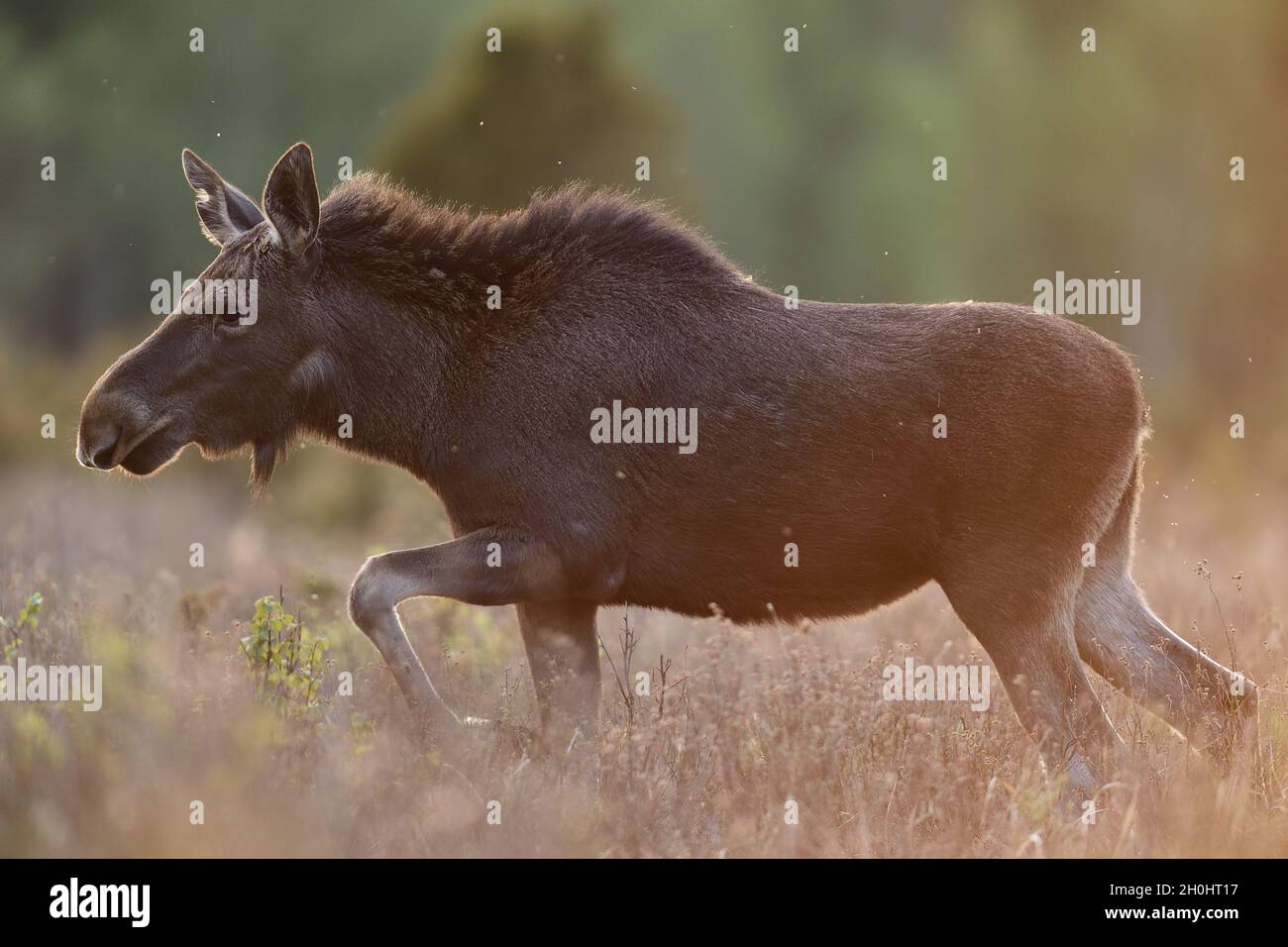 Moose heifer walking in the meadow at sunset Stock Photo