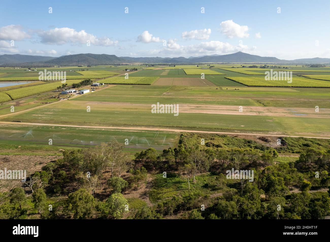 A farm growing lawn for sale for home backyards with bush on one side and sugarcane fields on the other Stock Photo