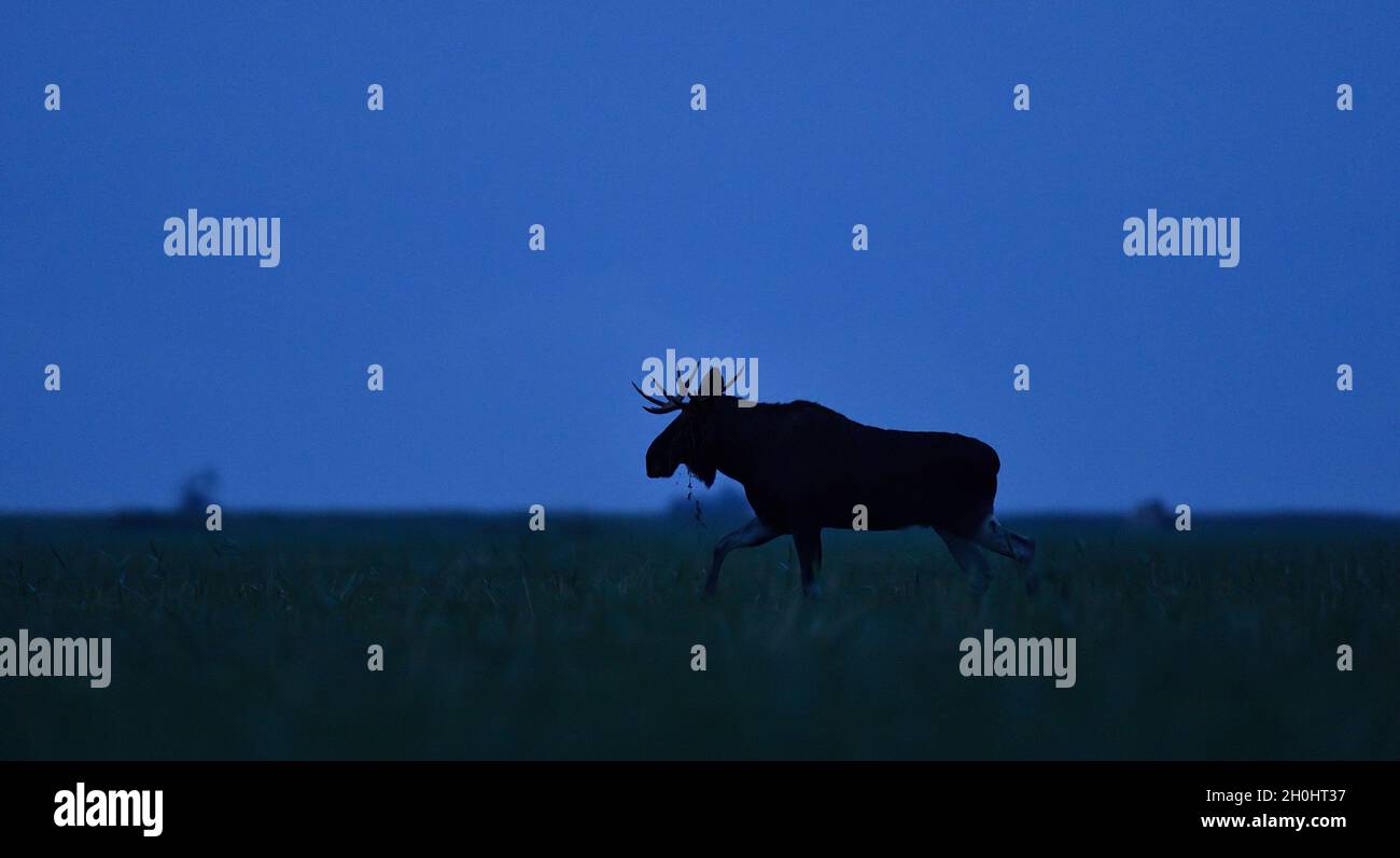 Moose bull at dawn walking in meadow. Moose bull in heat. Stock Photo