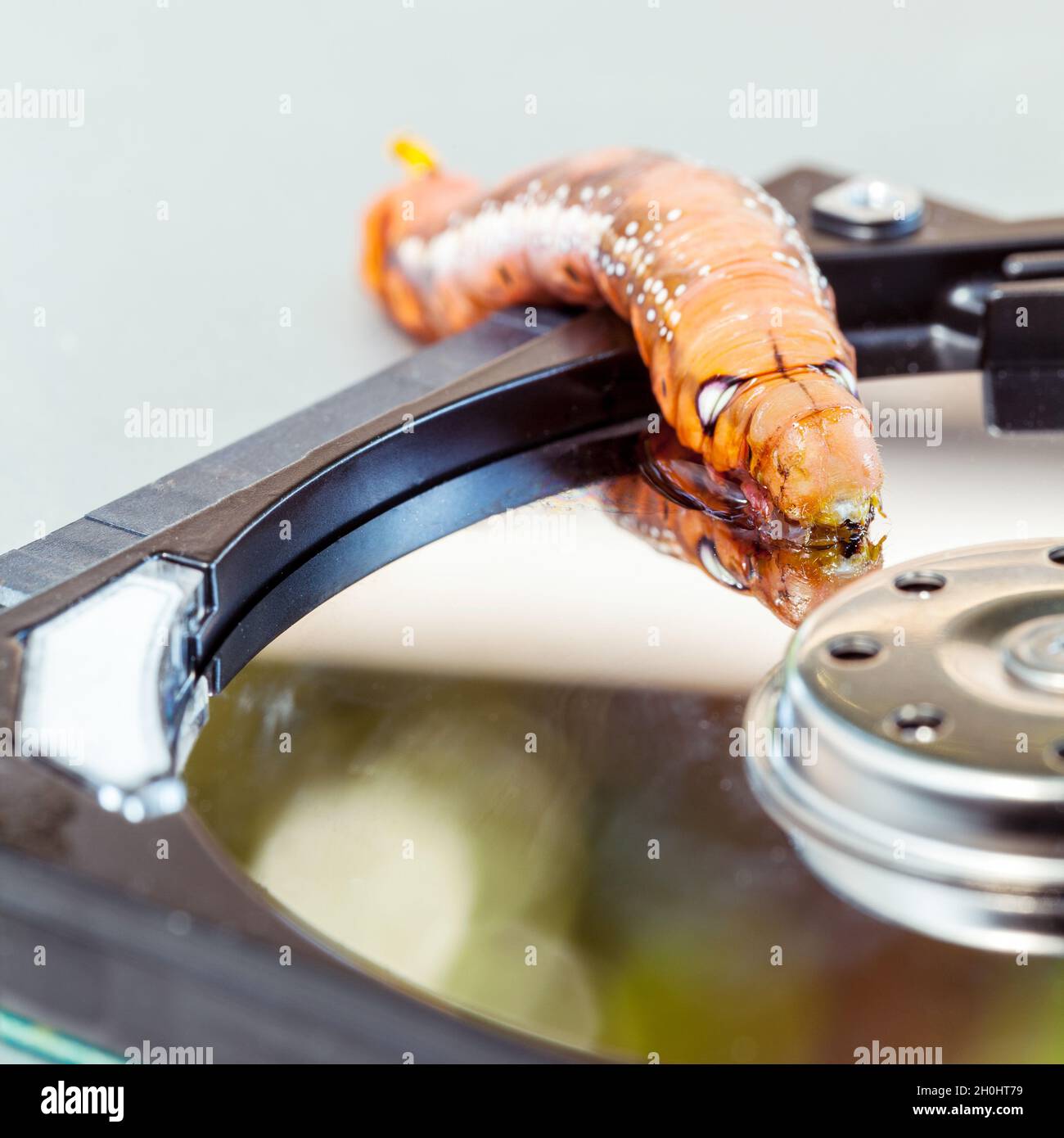 Malicious computer worm . - Concept for data security. Stock Photo