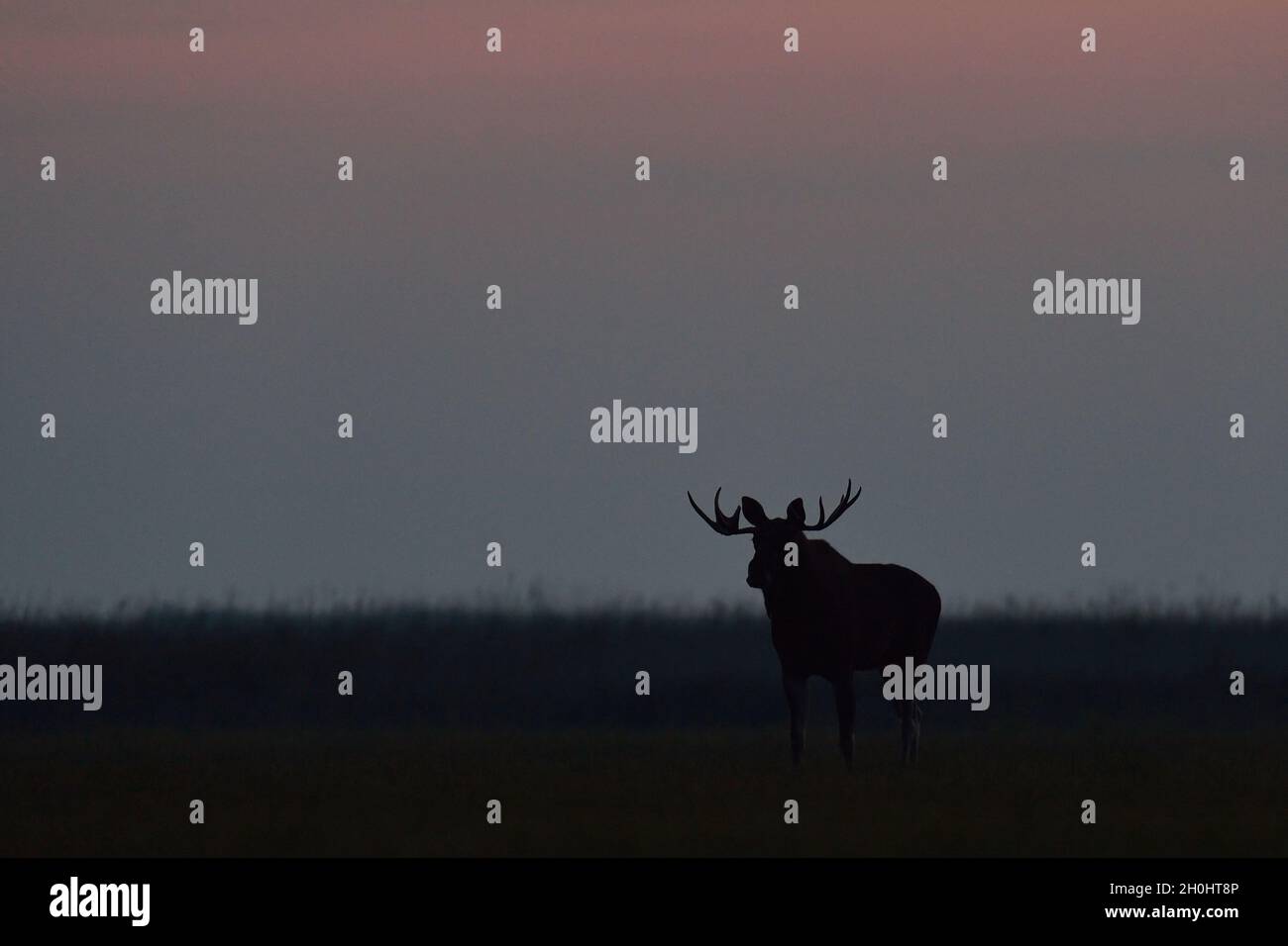 Moose breeding hi-res stock photography and images - Alamy
