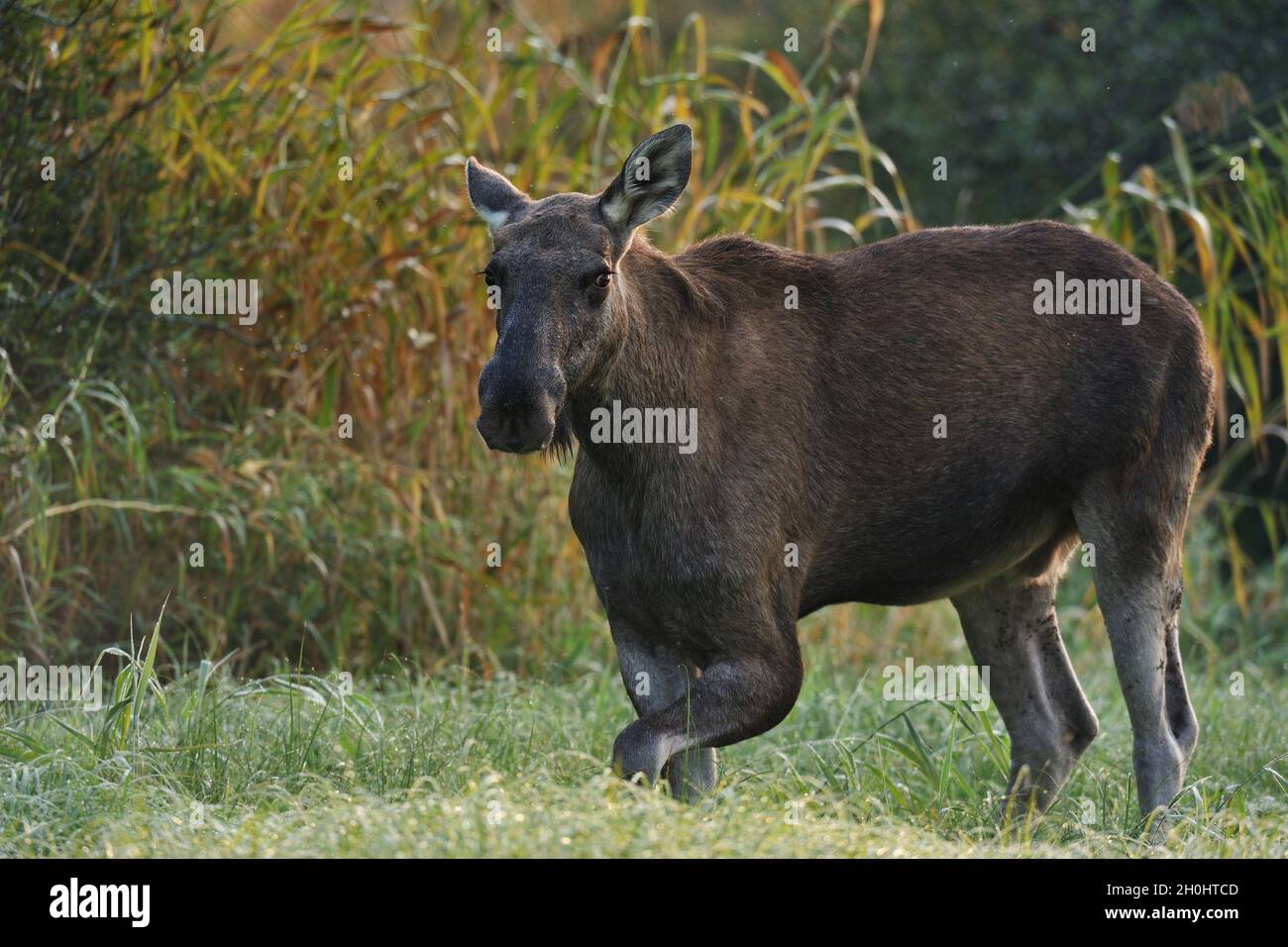 Moose Bull portrait Stock Photo