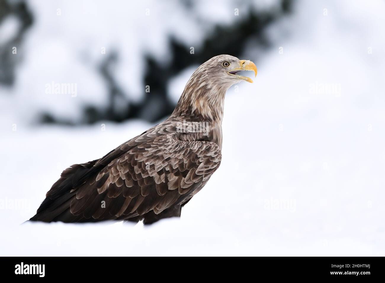 White-tailed eagle on snow in winter, beak open Stock Photo