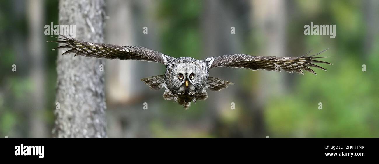 Great grey owl in flight Stock Photo