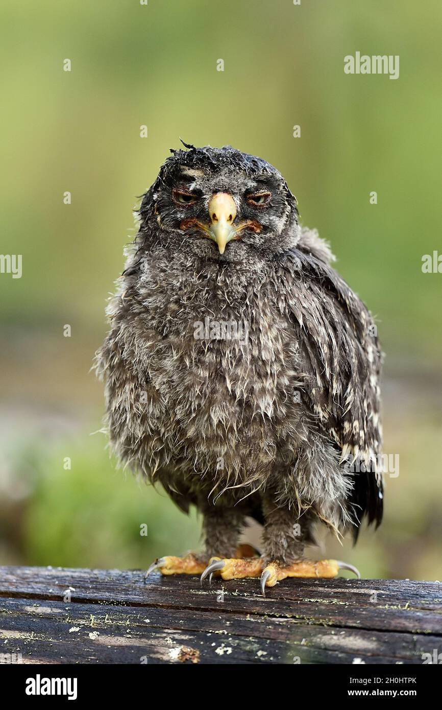 Great grey owl chick in forest after the rain Stock Photo