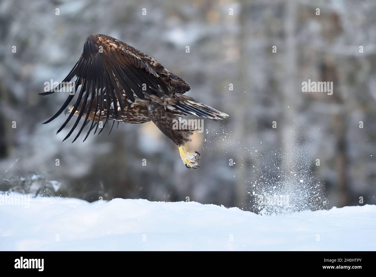 Eagle take off with snow dust Stock Photo
