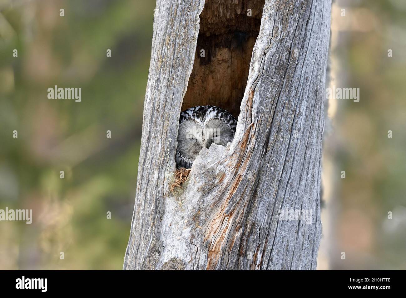 Ural owl in the nest inside of a broken tree trunk Stock Photo