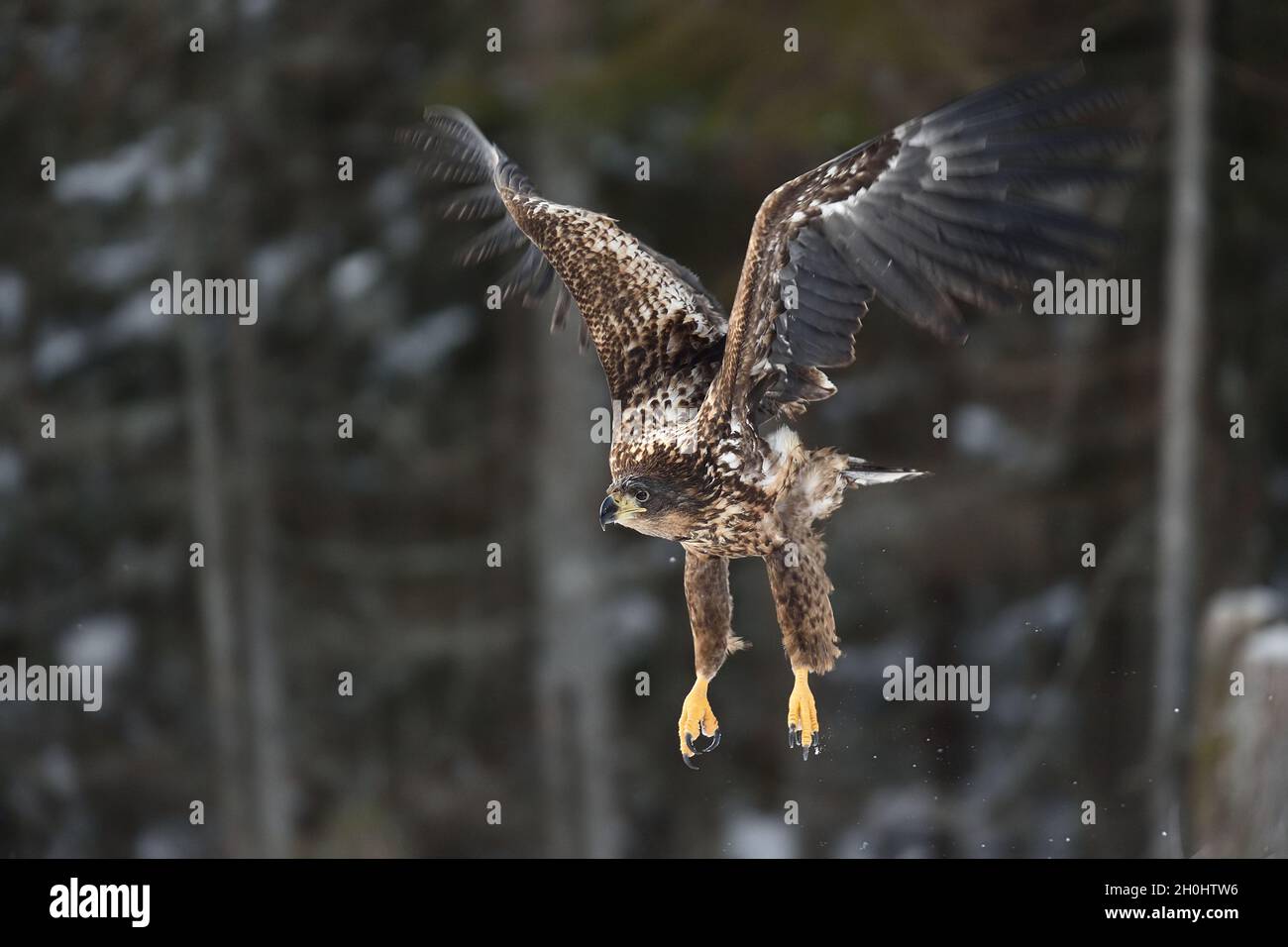 Eagle in flight Stock Photo