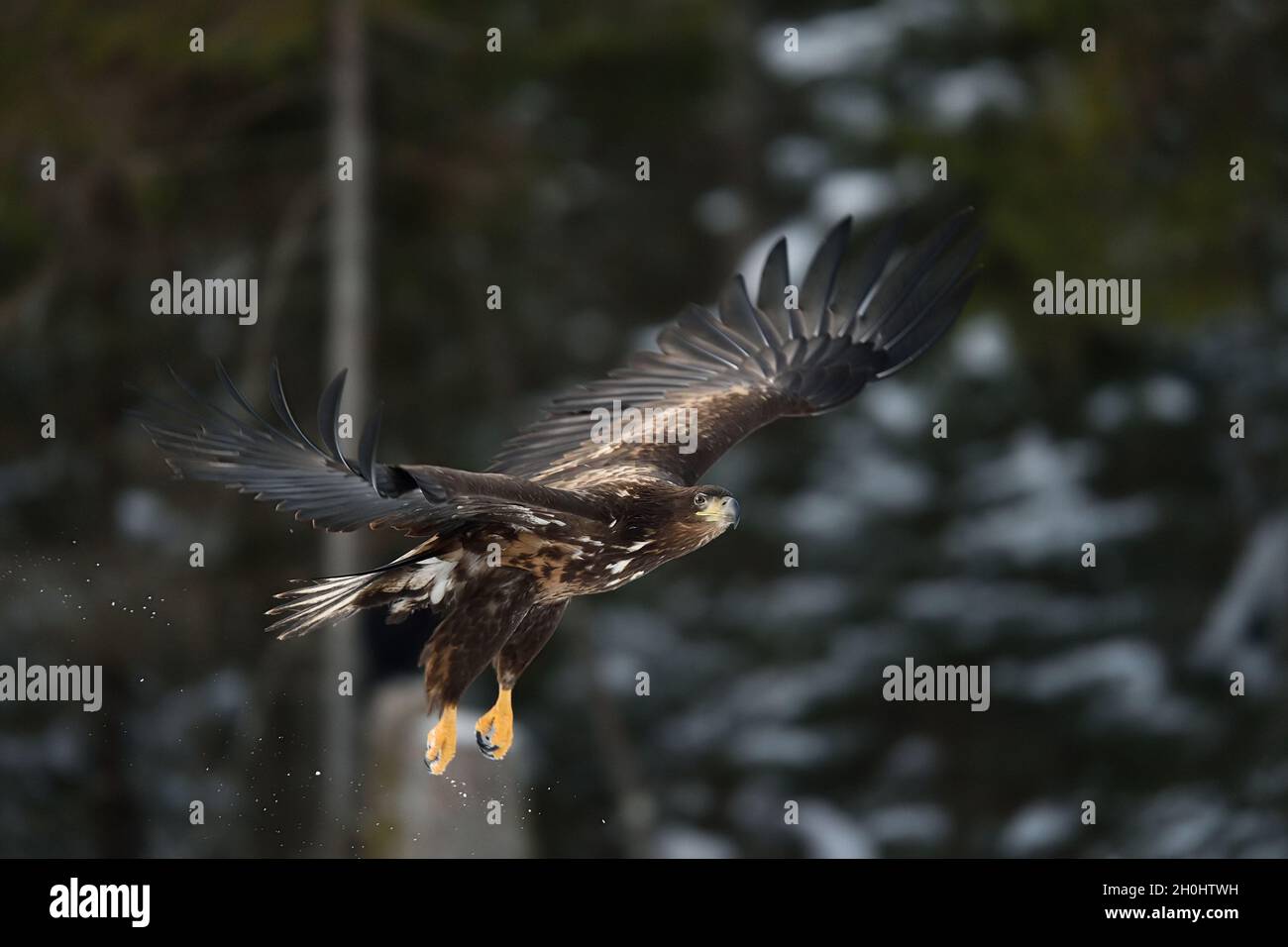 Eagle in flight with forest background Stock Photo