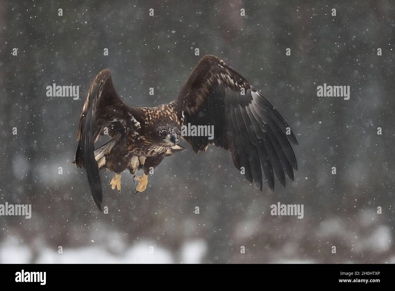 Eagle flight in snowfall Stock Photo