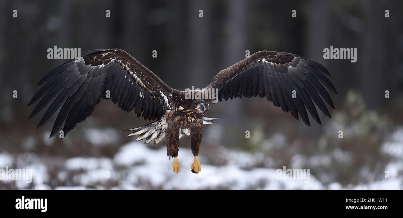 Eagle in flight. White-tailed eagle in flight. Eagle flying. Bird of prey. Eagle in winter. Stock Photo