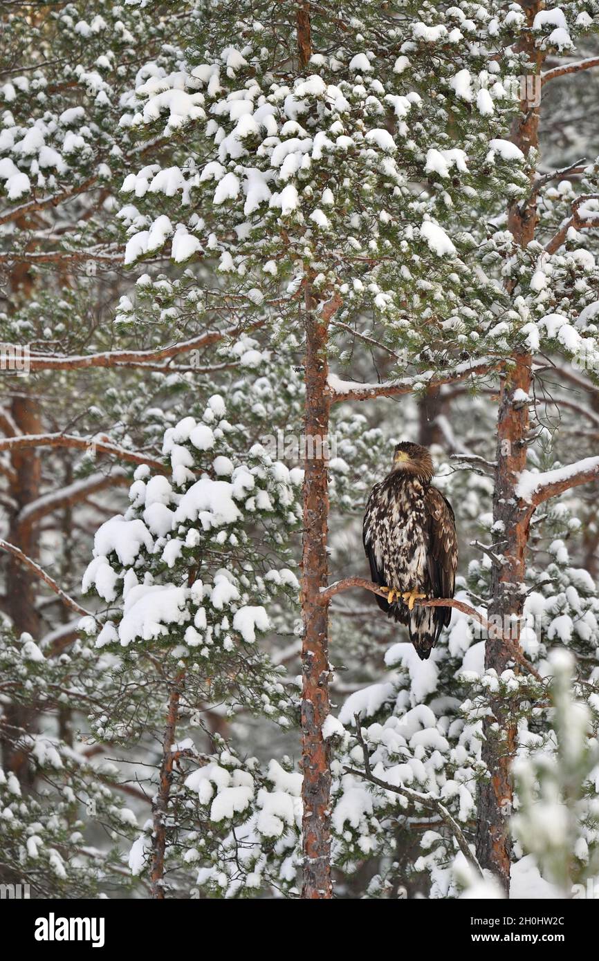 Eagle on a snowy tree in winter. Birds of prey in winter. White-tailed eagle. Stock Photo