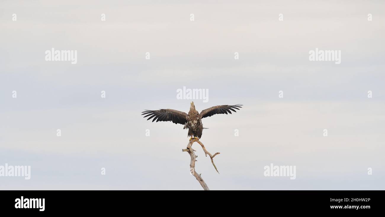 Whitetailed eagle wings spread. Eagle on tree. Bird of prey Stock