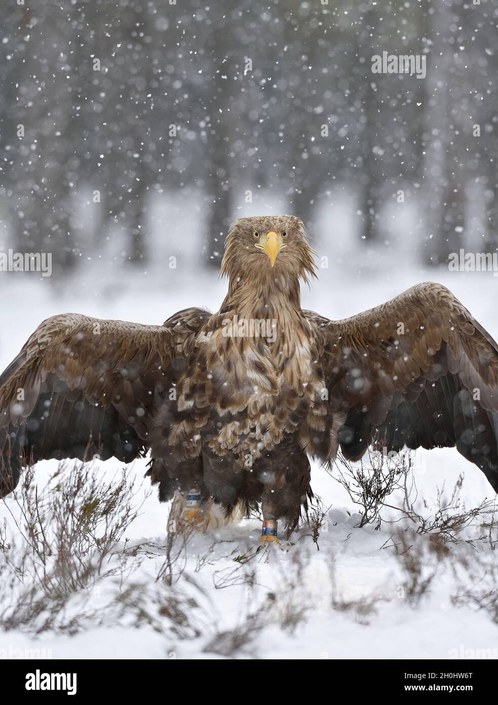 white-tailed eagle wings open in winter Stock Photo