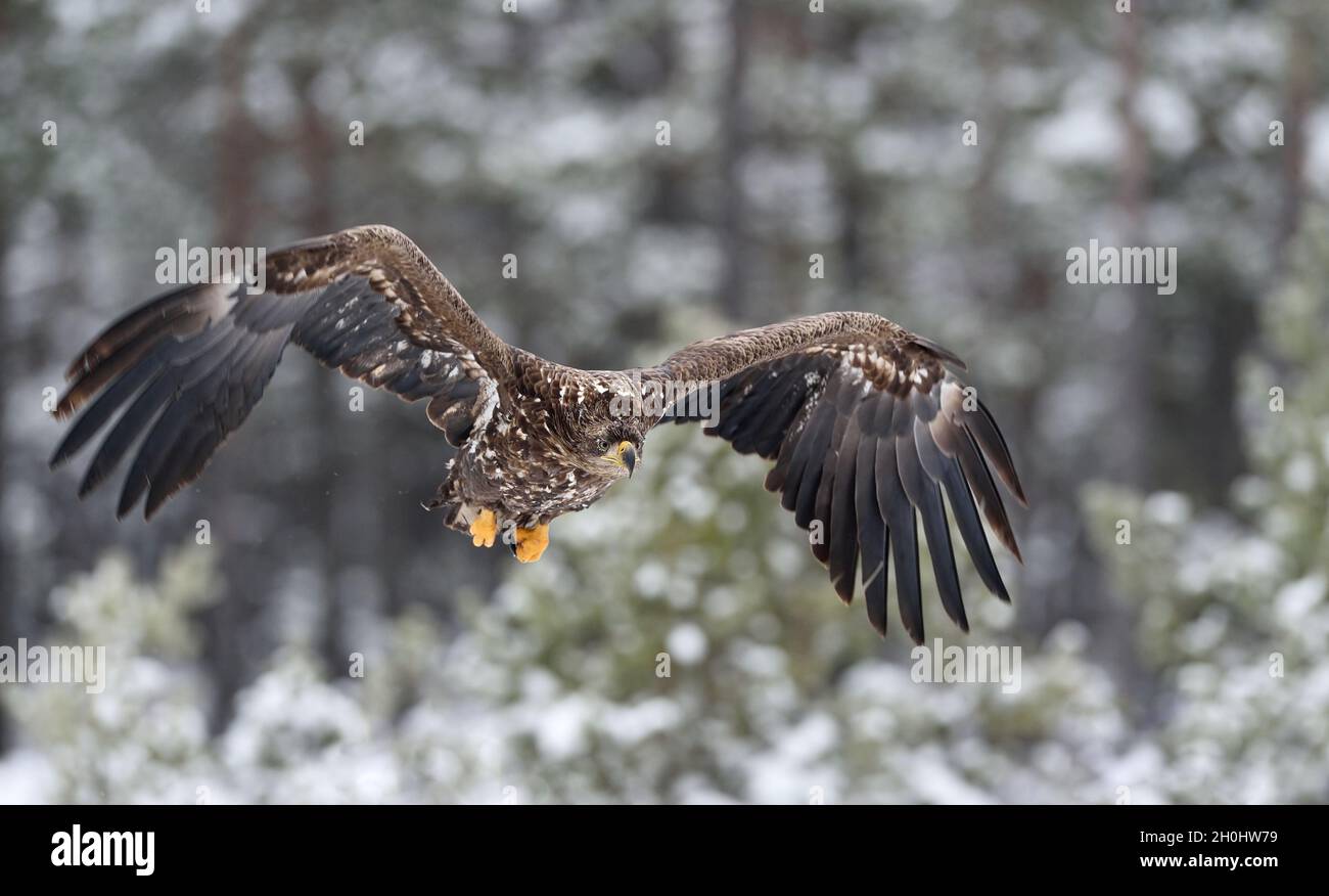 white-tailed eagle flying Stock Photo
