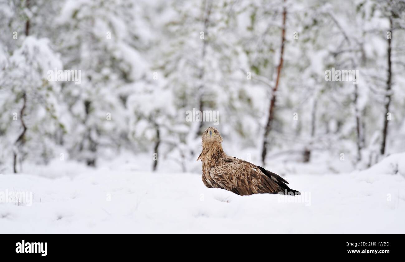 White-tailed eagle on snow in the bog Stock Photo