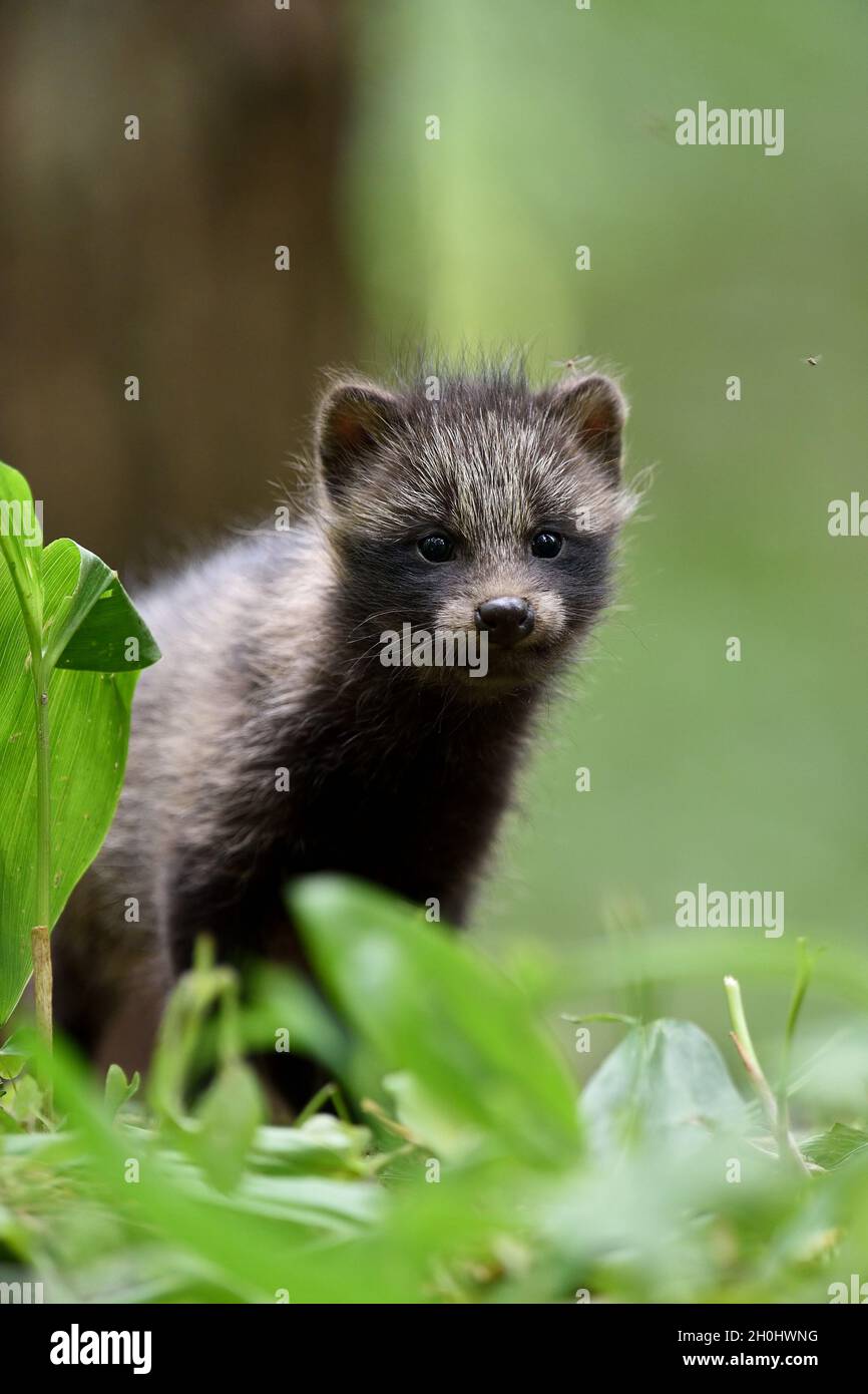Raccoon dog pup in forest. Raccoon dog kit in forest. Young raccoon dog. Stock Photo