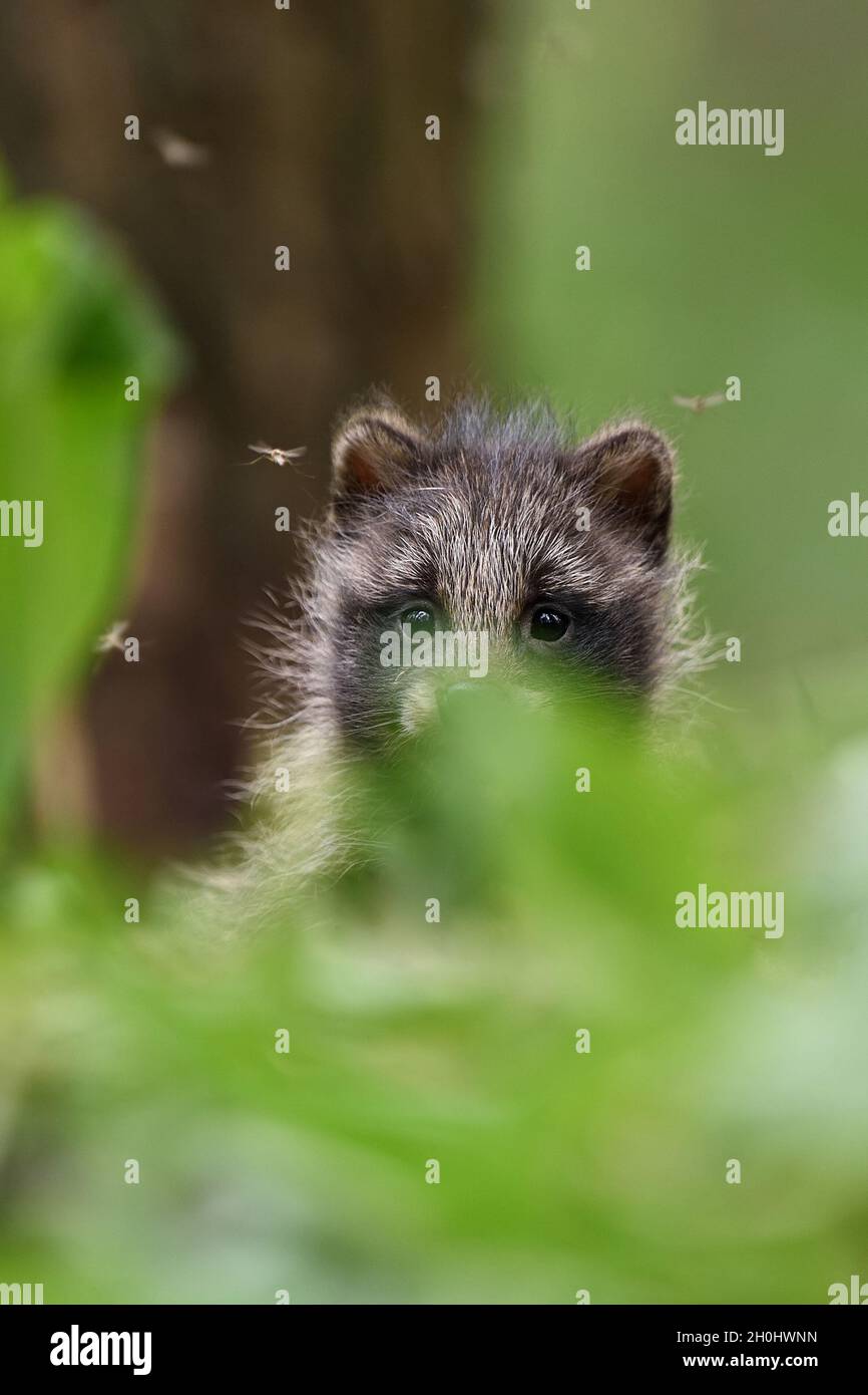 raccoon dog pup. baby animal. Stock Photo