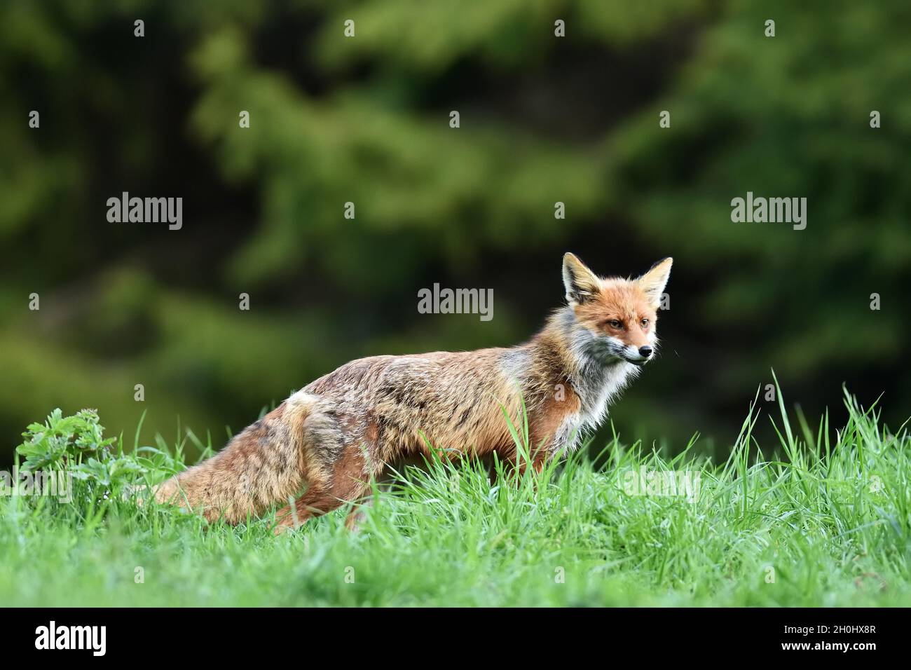 Red fox in forest background Stock Photo