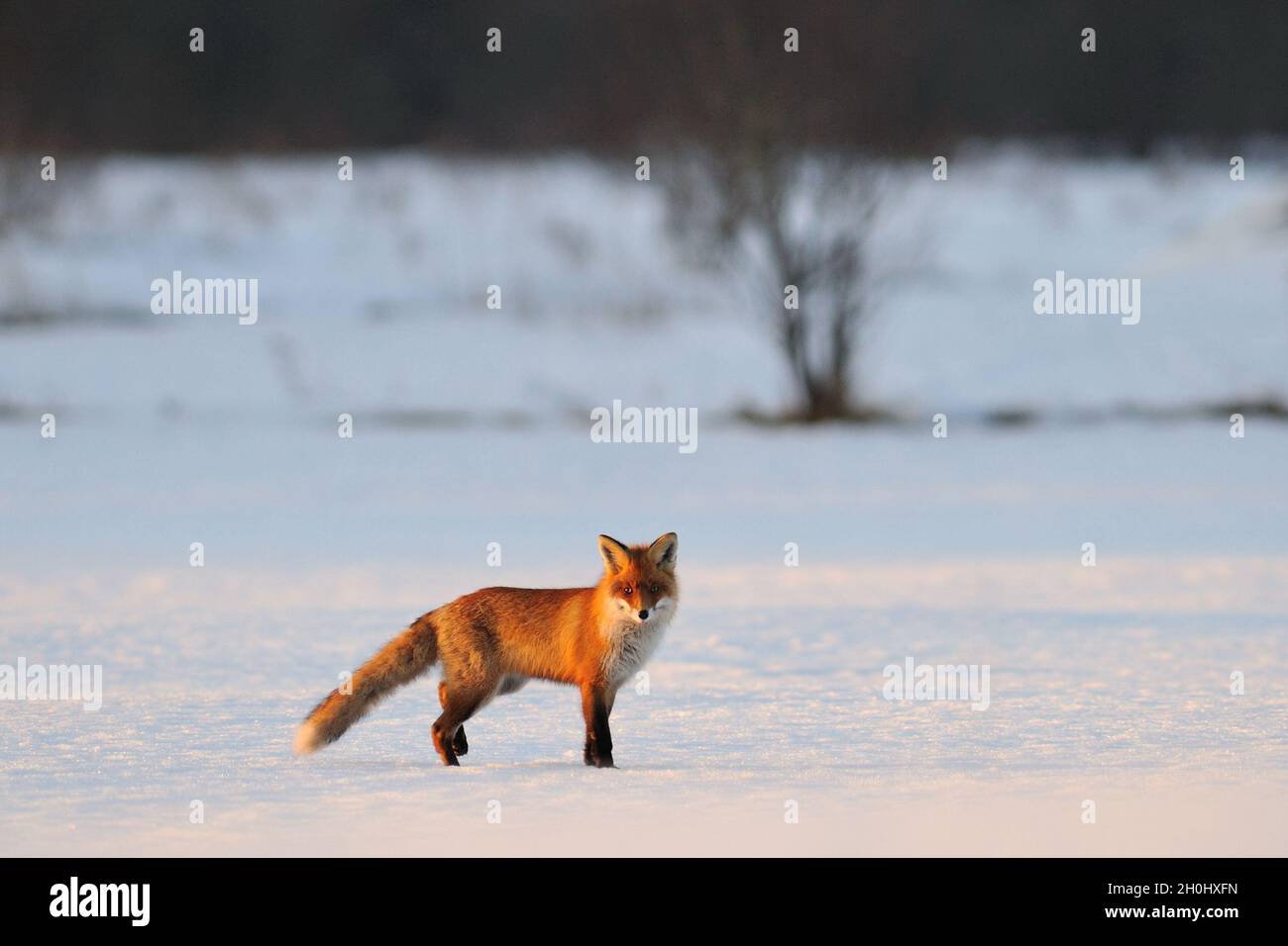 Fox in the winter Stock Photo