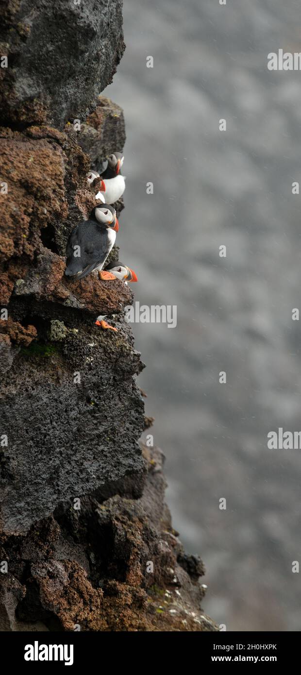Puffins on the cliff Stock Photo Biology Diagrams