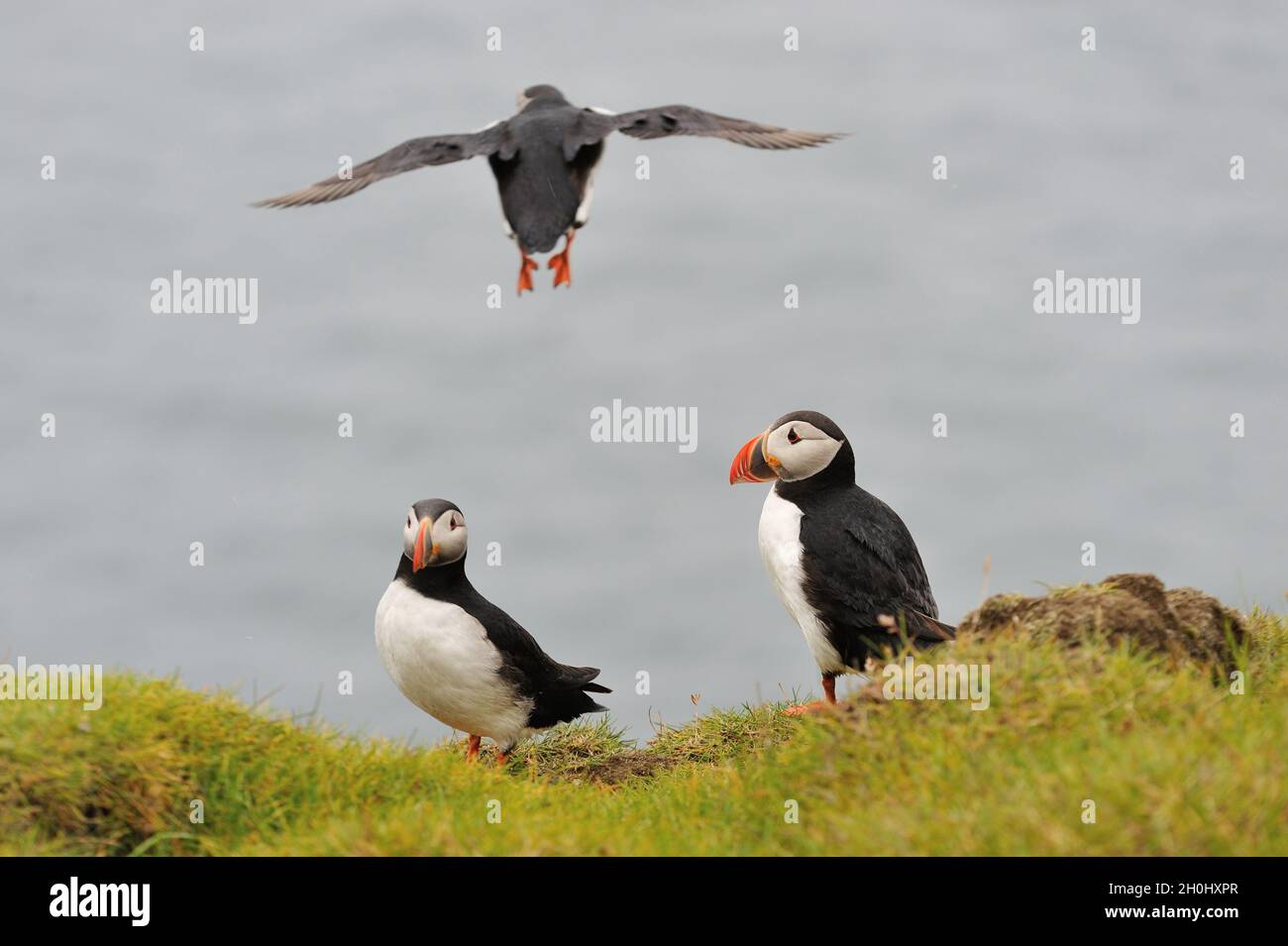 Puffin, Iceland, Westman Islands. Atlantic puffin. Puffins in the rain. Stock Photo