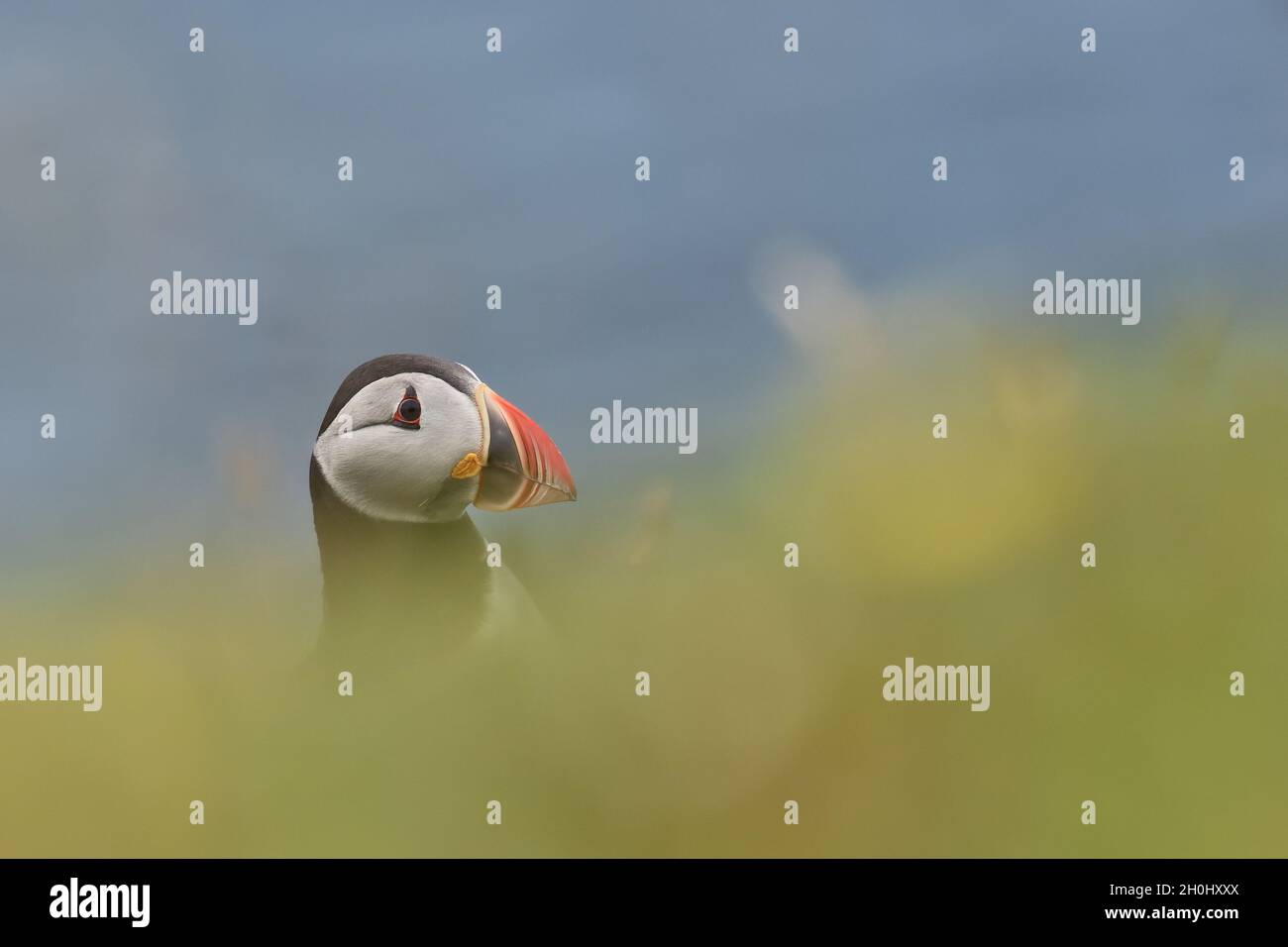 Puffin in Iceland. Stock Photo