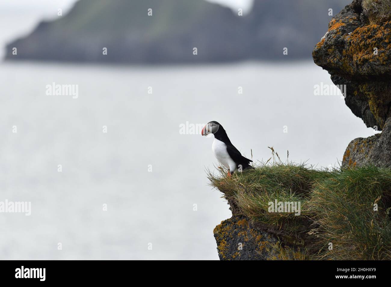 Atlantic puffin standing on the edge of a cliff beak full of fish. Stock Photo