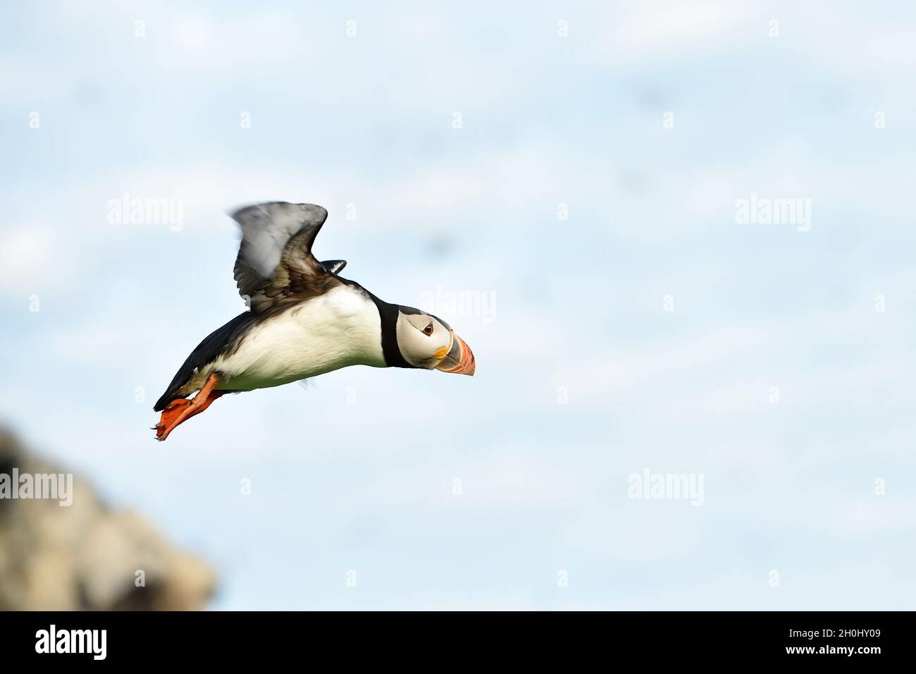 Puffin in flight. Puffin takeoff. Stock Photo