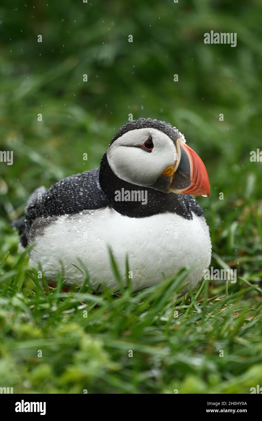 Puffin portrait in the rain. Iceland. Stock Photo