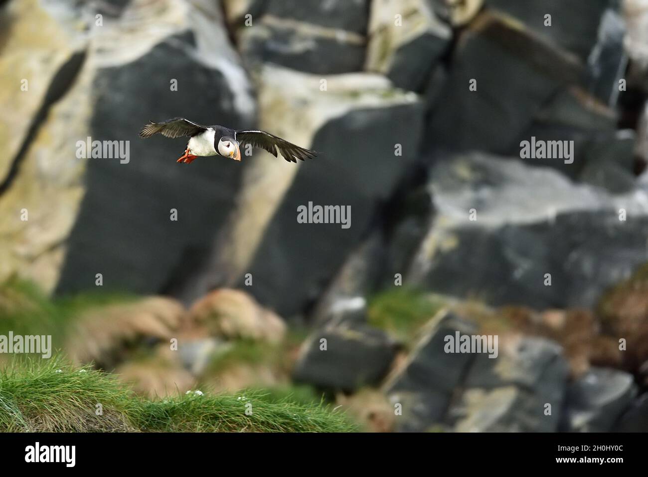 Puffin in flight with rocky background Stock Photo