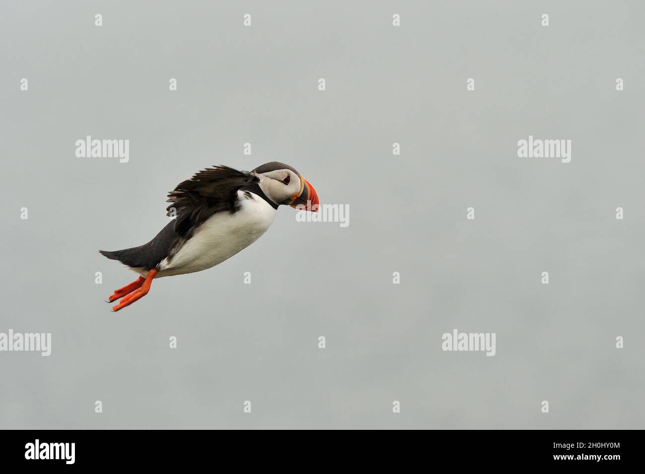 Puffin flight hi-res stock photography and images - Alamy