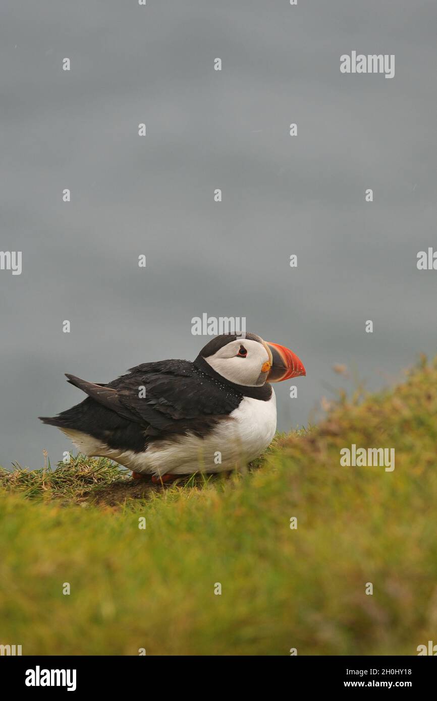 Puffin resting on cliff, Iceland. Stock Photo